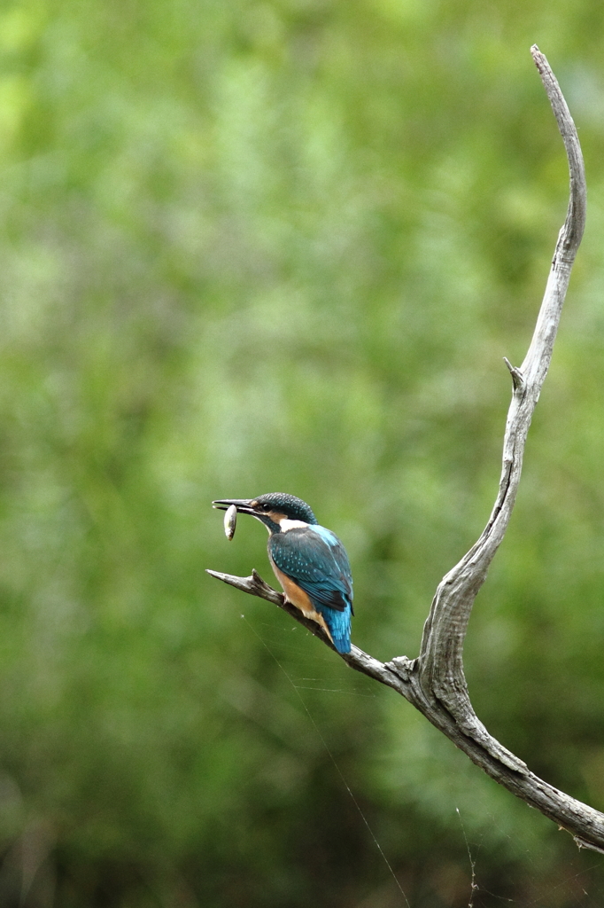 食欲旺盛！　何度もちっこい魚をとります