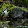 ゴジュウカラさんは留鳥？