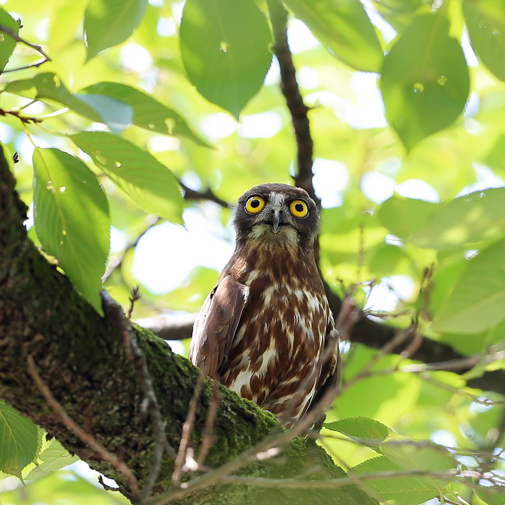 ちっちゃいアオバズクのお母さんの物語　続きは来年 笑