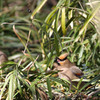 リュウノヒゲ
