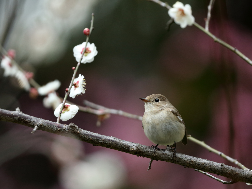 春が来た