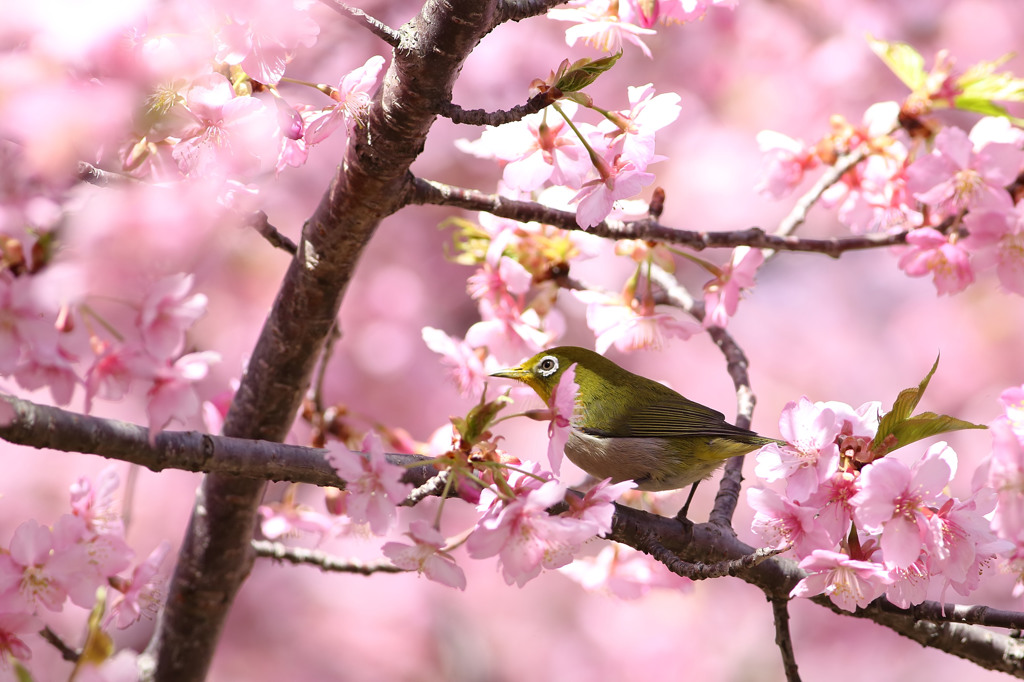 お花見中ですけど