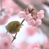 早咲きジロー♪