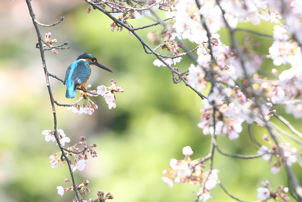 今年の桜カワセミ