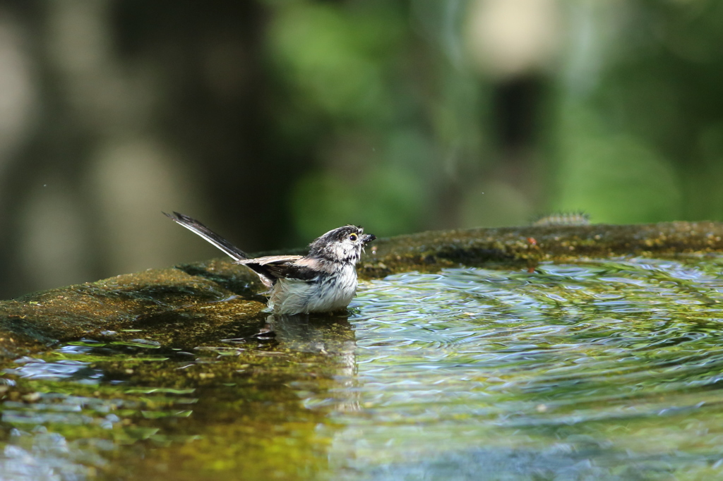 水場①　そんなに水浴びしなくても。。