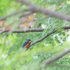 風にふかれて