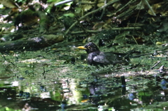 水場の鳥さん [クロツグミ]