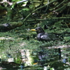水場の鳥さん [クロツグミ]