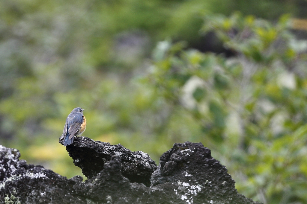 世界遺産のお山にて　（ルリビ）