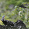 世界遺産のお山にて　（ルリビ）