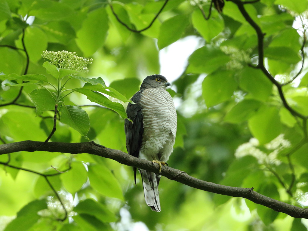 新緑ツミ♀　お花添え