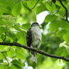 新緑ツミ♀　お花添え