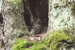 チビズクくんたち 元気で仲良くね～♪