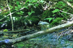 水場の鳥さん [ヤマガラ 幼鳥さん]