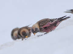 雪に舞いおりるハギ