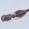 雪に舞いおりるハギ