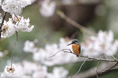 2015 最後の桜カワセミ