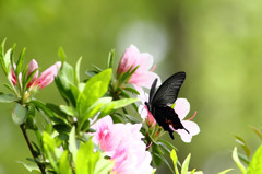 ちょうちょ~♪ ちょうちょ~♪