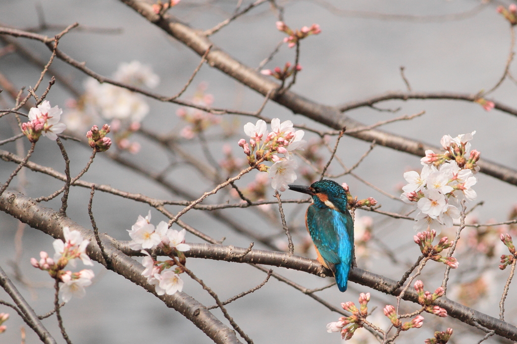 桜にキッス♪