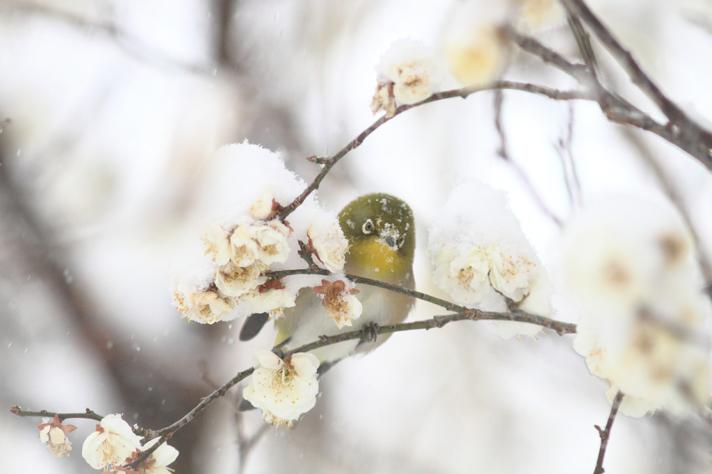 雪まみれだよｗ