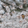 春が来たよ♪