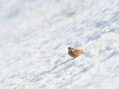 ほおじろ on snow♪