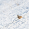 ほおじろ on snow♪
