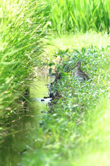 田圃にいたのは。。