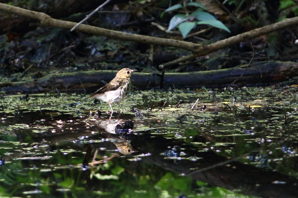水場の鳥さん [だれの幼鳥？]