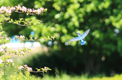 そこの花に とまってくれ～～