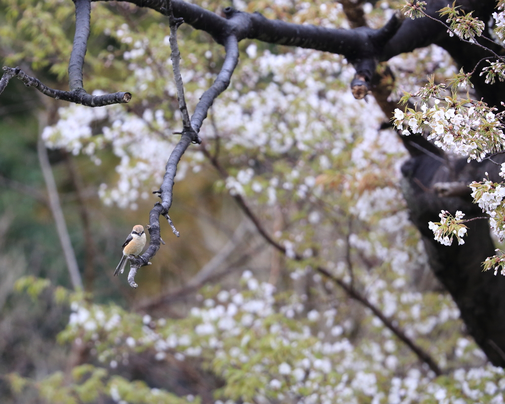 桜バック　モズ