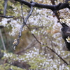 桜バック　モズ