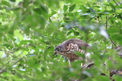 お食事チラリズム