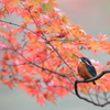 今年もモミカワ