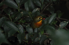 ソウシチョウ