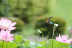 あの花へ