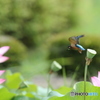 あの花へ