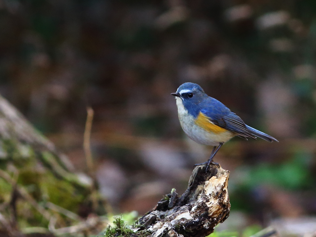 幸せの青い鳥　ルリビタキ