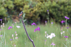 花菖蒲と。。