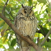 トラフズク再び