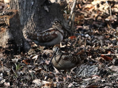 冬の風物鳥　ヤマシギさん