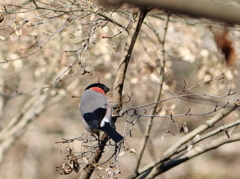口笛をふく鳥