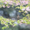 のぞき窓風！？