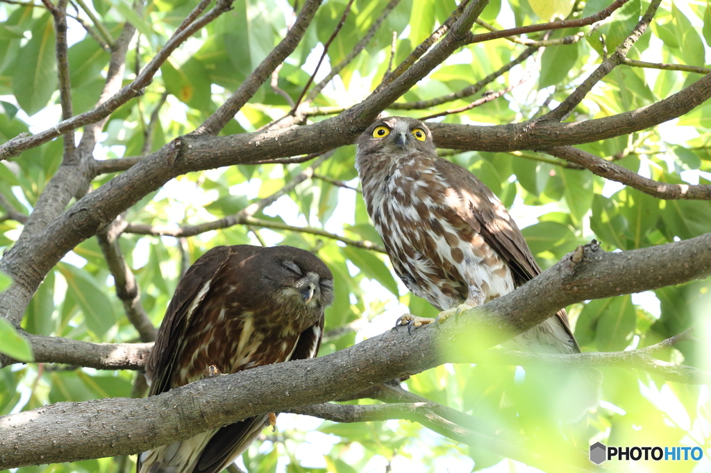 アオバズク夫婦の記念写真