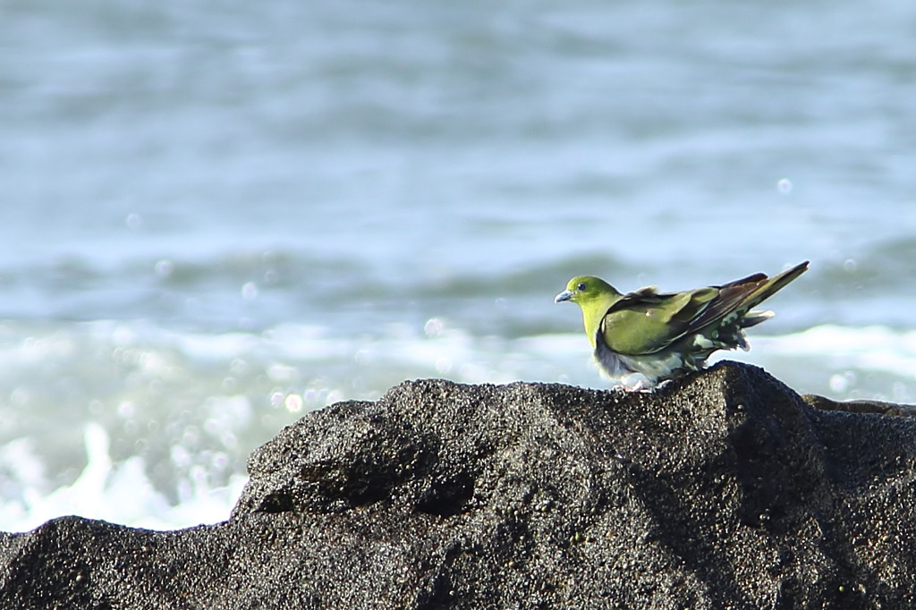 White-bellied green-pigeon