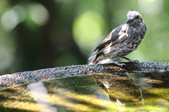 幼鳥の頃