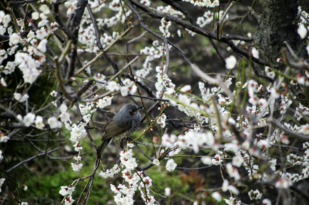 花鳥