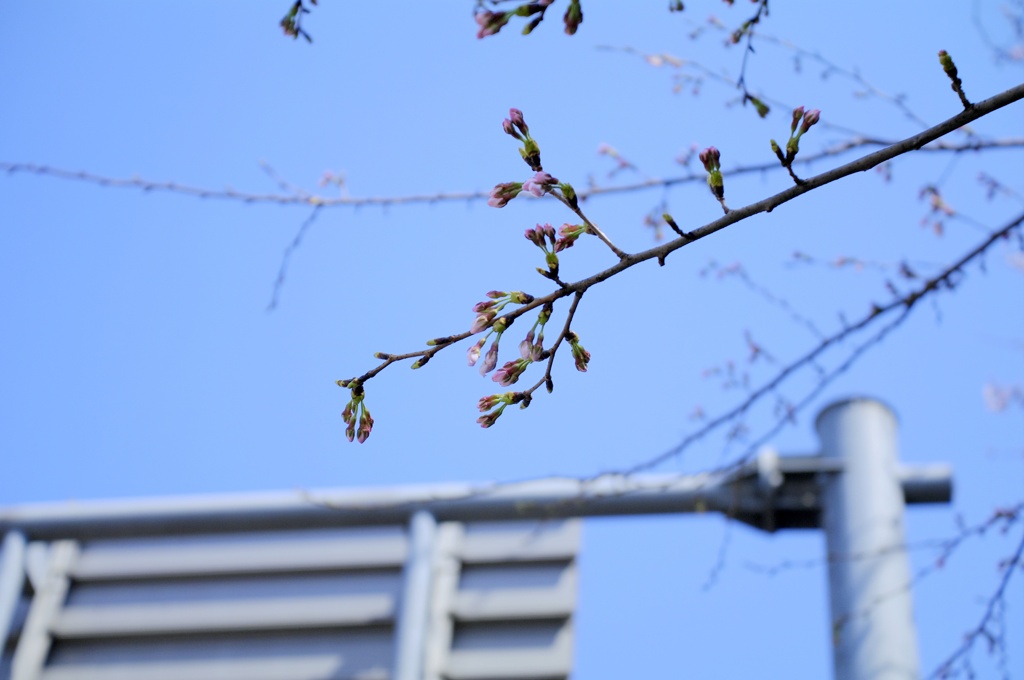 春来たる