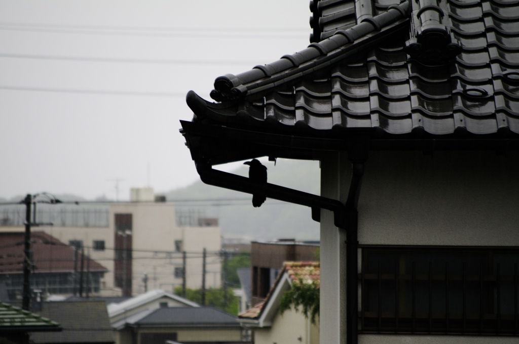 雨宿り