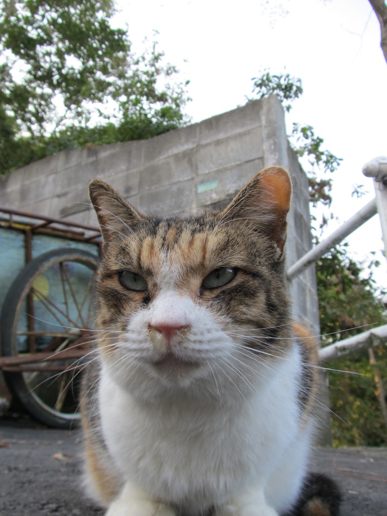 考える猫